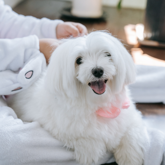 long hair Maltese sitting next to a person on a couch